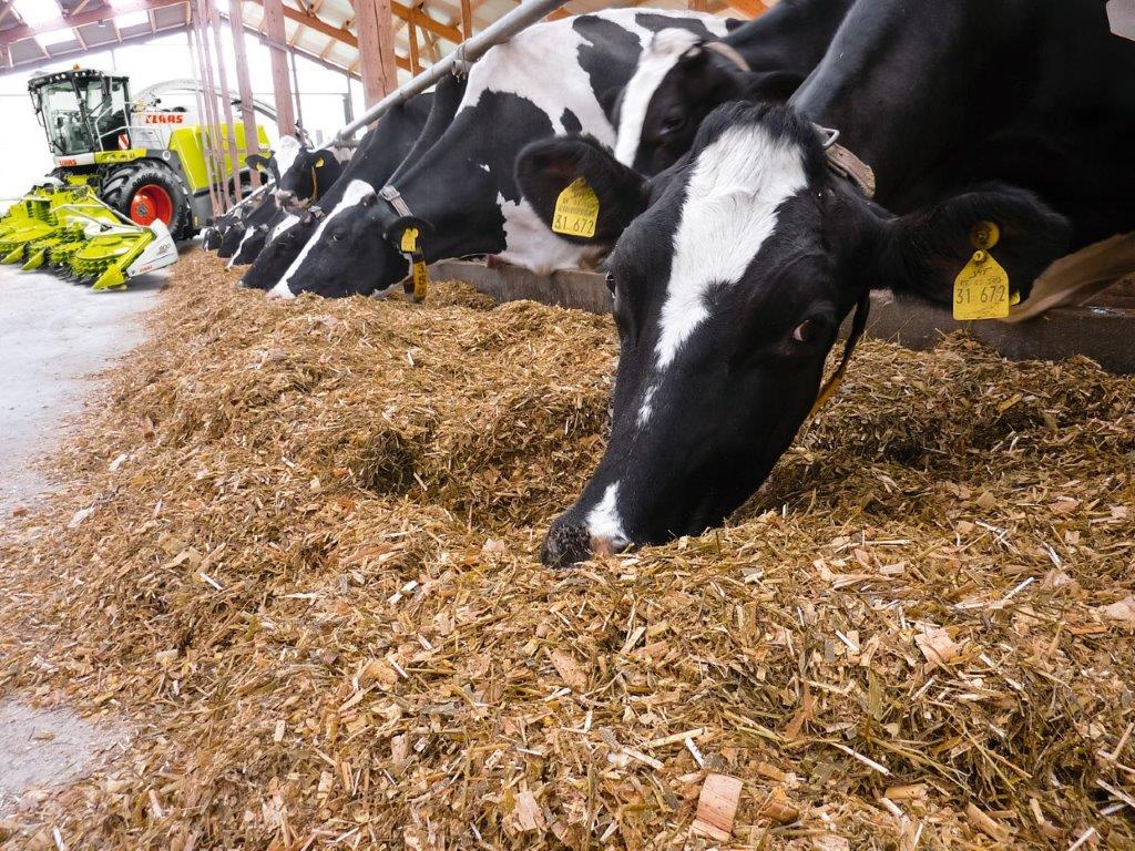 cows